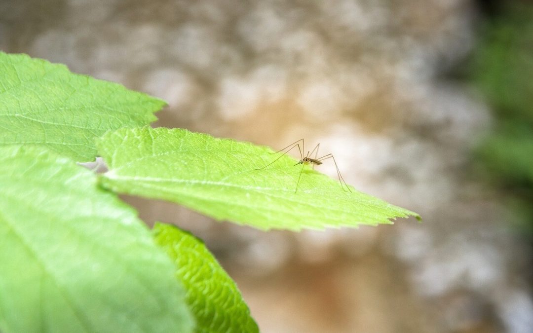 6 Effective Ways to Repel Mosquitoes from Your Home