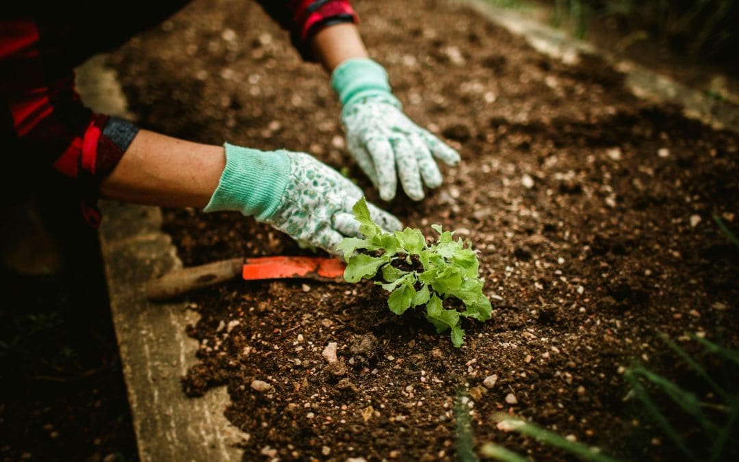 Growing a Fall Garden